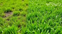 lawn overseeding fundamentals explained
