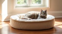 top luxury feline sleep options